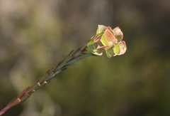 Euphorbia genistoides