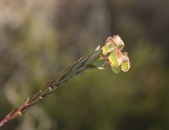 Euphorbia genistoides