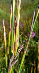 Restio communis