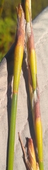 Restio communis