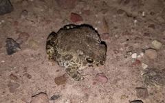 Anaxyrus compactilis