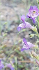 Penstemon californicus