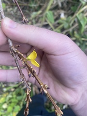 Forsythia suspensa