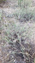 Penstemon californicus