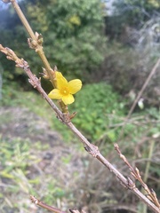 Forsythia suspensa