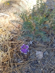 Astragalus gruinus