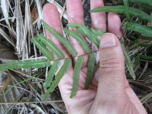 Image of Pteris bahamensis by (c) Ben Machado, some rights reserved (CC BY)
