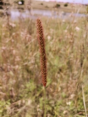 Setaria sphacelata