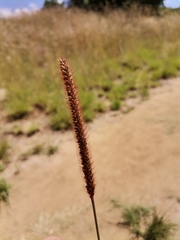 Setaria sphacelata