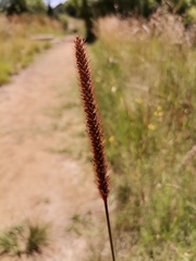 Setaria sphacelata