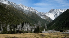 Libocedrus bidwillii