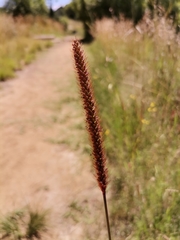 Setaria sphacelata