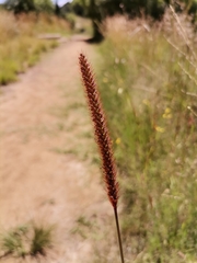 Setaria sphacelata
