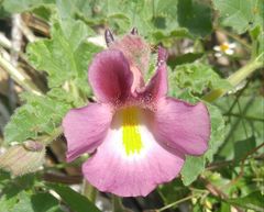 Proboscidea louisianica fragrans