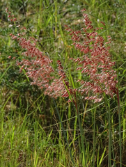 Melinis repens subsp. grandiflora image