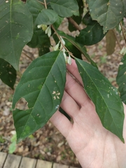 Elaeagnus macrantha