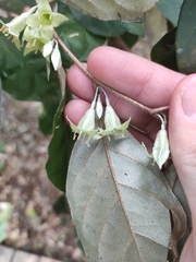 Elaeagnus macrantha