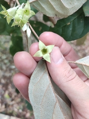 Elaeagnus macrantha