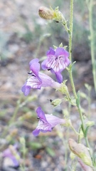 Penstemon californicus