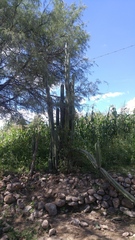 Lophocereus marginatus