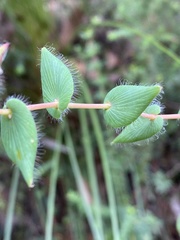 Leucopogon amplexicaulis