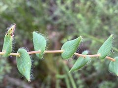 Leucopogon amplexicaulis