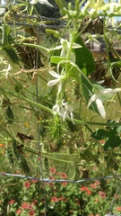 Echinopepon pringlei