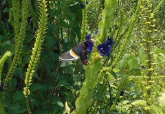 Mysoria barcastus