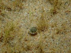 Bembicium