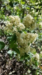 Ceanothus cordulatus