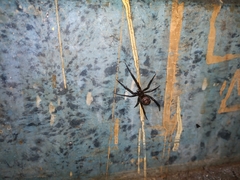 Steatoda grossa