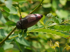 Sternocera chrysis