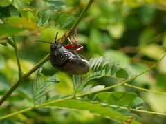 Sternocera chrysis