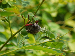 Sternocera chrysis