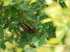 Sternocera chrysis