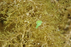 Berthelinia australis