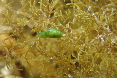 Berthelinia australis