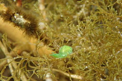 Berthelinia australis