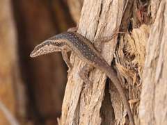 Trachylepis spilogaster