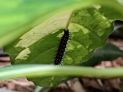 Doleschallia bisaltide