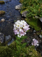 Cardamine uliginosa