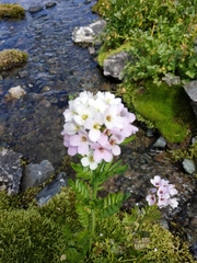 Cardamine uliginosa