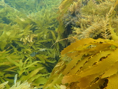 Aplodactylus arctidens