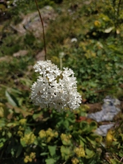 Valeriana alpestris