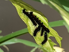 Doleschallia bisaltide