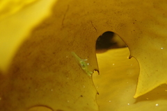 Roburnella wilsoni