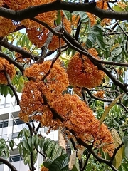 Saraca thaipingensis