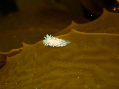 Caldukia affinis