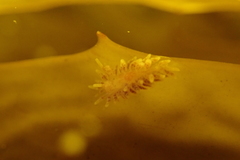 Caldukia affinis
