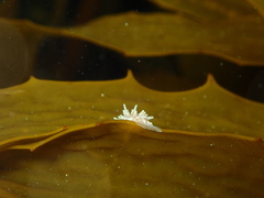 Caldukia affinis